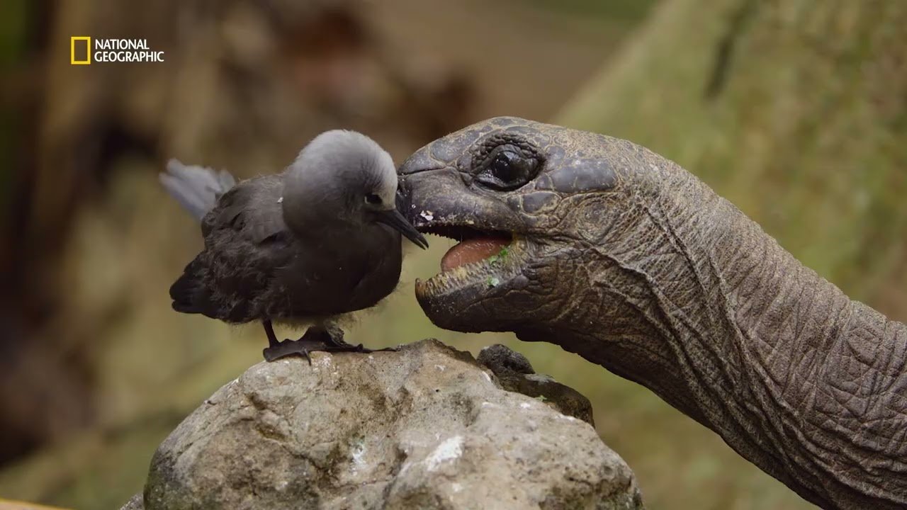 Wilde Erde: Afrika: National Geographic kündigt neue Doku-Serie an